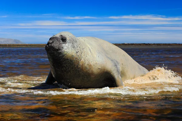 Elefant säl liggande på kusten — Stockfoto