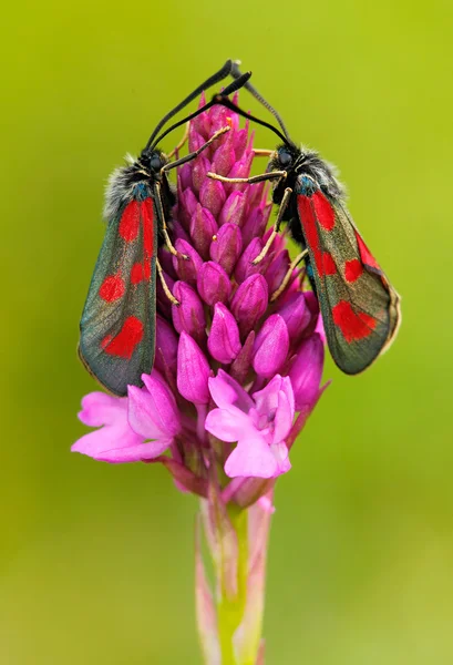 Wild pink orchid with two insects — Stock Photo, Image