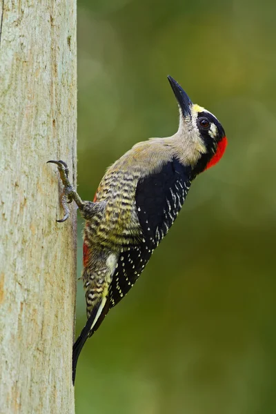 Pájaro carpintero de mejillas negras sentado en el árbol — Foto de Stock