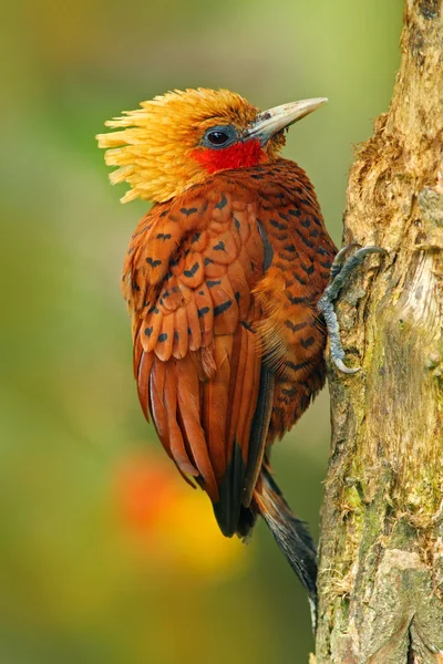 Pájaro carpintero de color castaño sentado en la rama —  Fotos de Stock