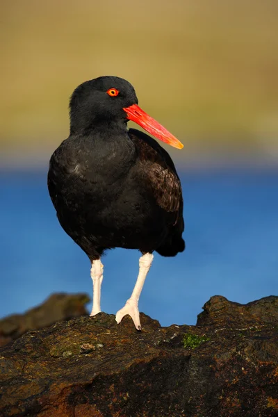 Pássaro-caçador de ostras — Fotografia de Stock