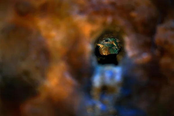 Kingfisher sentado en el agujero del nido de tierra — Foto de Stock