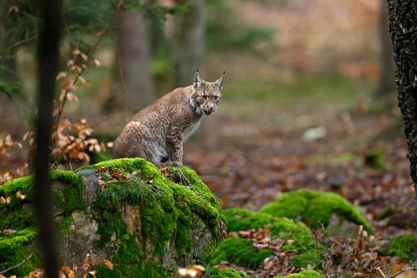 Eurásia Lynx sentado em pedra musgo — Fotografia de Stock