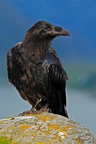 Pássaro preto na costa do mar — Fotografia de Stock