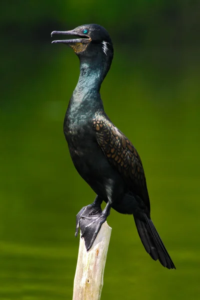 Shag zittend op een tak — Stockfoto