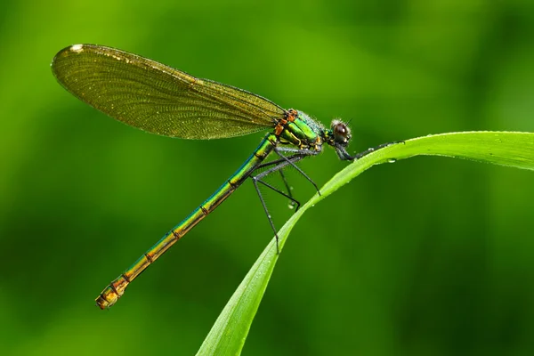 Pruhované Demoiselle dragonfly — Stock fotografie