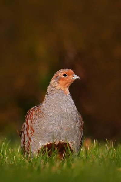 Grey partridge sitting in grass — Stock Photo, Image