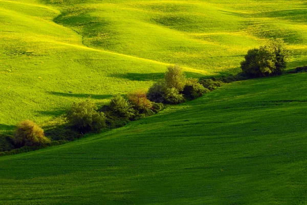 緑の夏の牧草地 — ストック写真