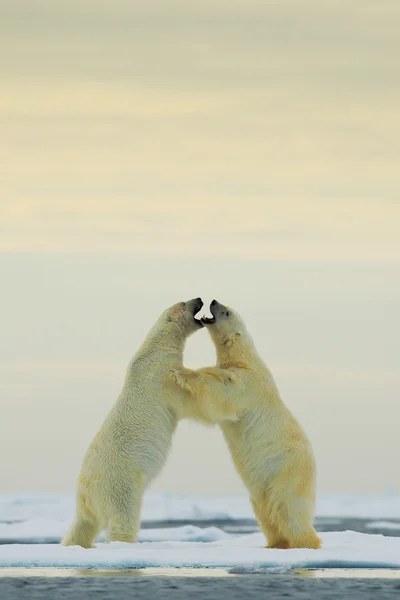 Två Fighting isbjörnar — Stockfoto