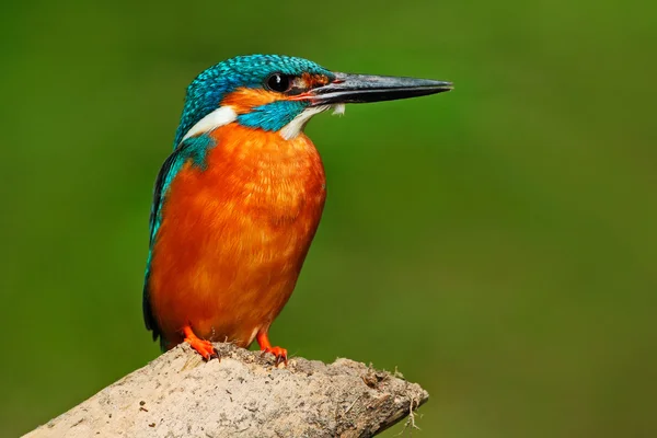 Kék és narancs kingfisher ágon ül — Stock Fotó