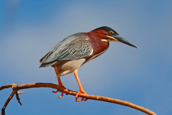 Reiher sitzt auf Ast — Stockfoto