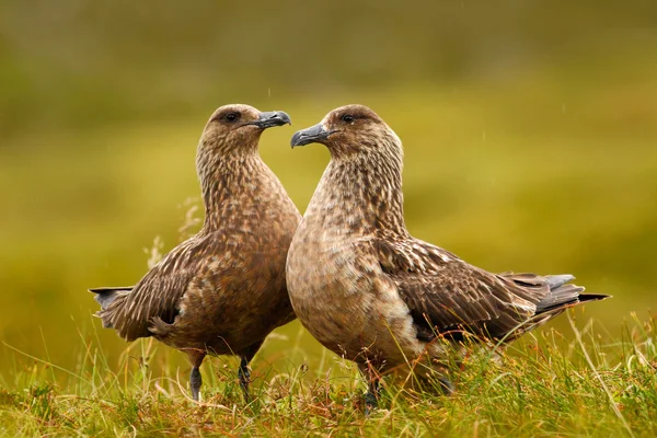 Birds sitting in autumn grass — Stock Photo, Image