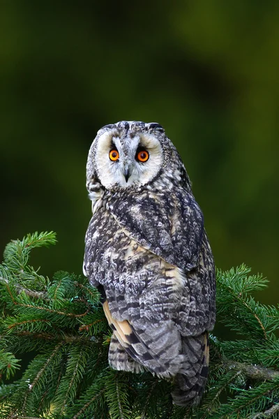 Long-eared Owl sitting on branch — Stock Photo, Image