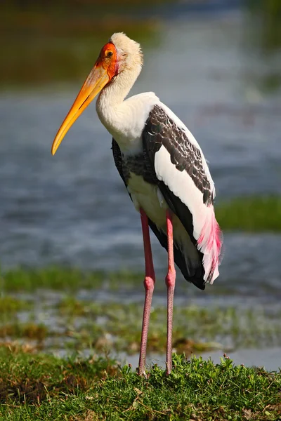 Strok in nature habitat — Stock Photo, Image