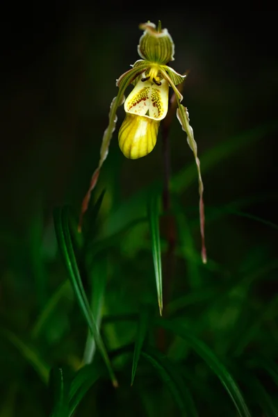 Orchidea selvatica nella foresta tropicale — Foto Stock