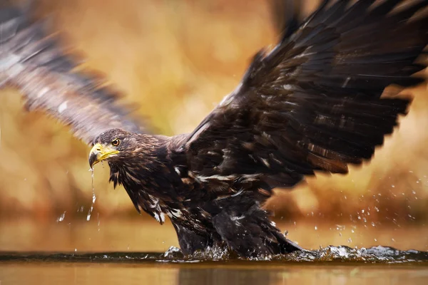 White-tailed Eagle bird of prey — Stock Photo, Image