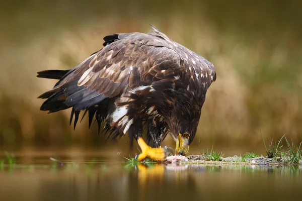 White-tailed Eagle with fish — 스톡 사진