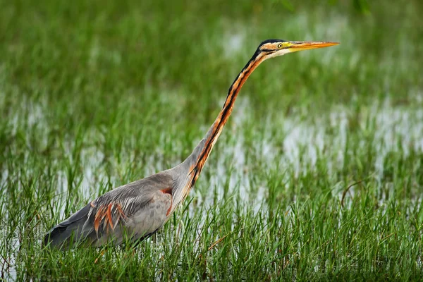 Purpurreiher im grünen Gras und Wasser — Stockfoto