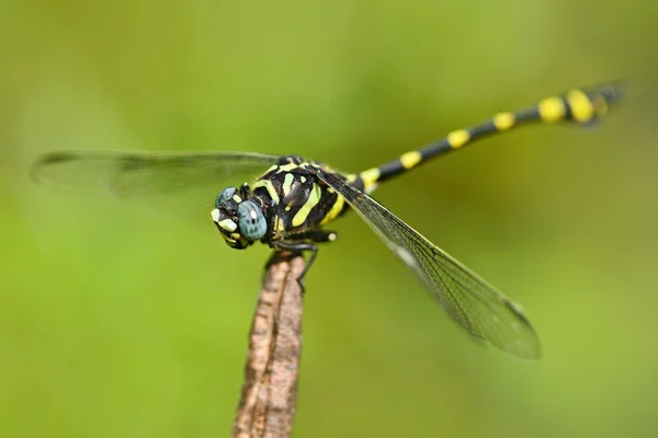 Násilnickou příruba ocas Dragonfly — Stock fotografie