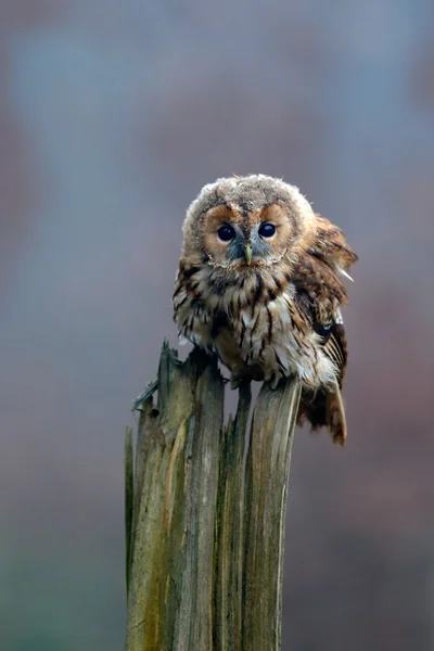 Tawny coruja sentado no toco na floresta — Fotografia de Stock