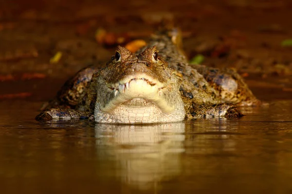 Krokodil a vízben, az esti nap — Stock Fotó