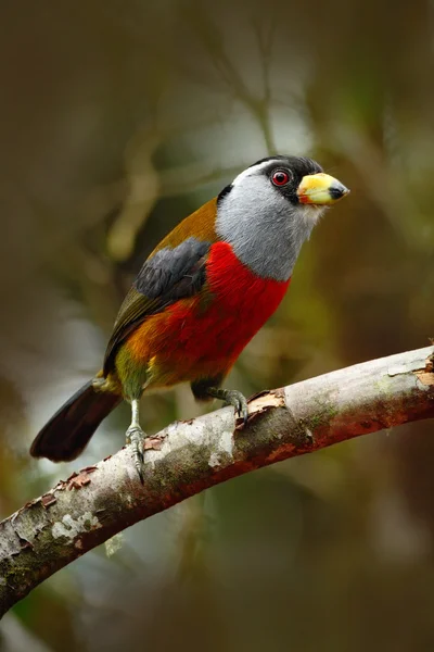 Red toucan sitting on branch — Stock Photo, Image