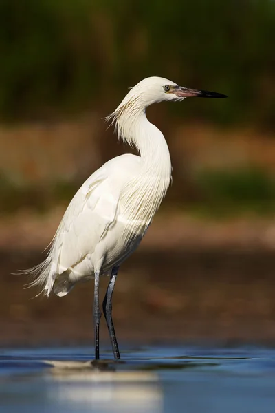 Egret avermelhado na água — Fotografia de Stock