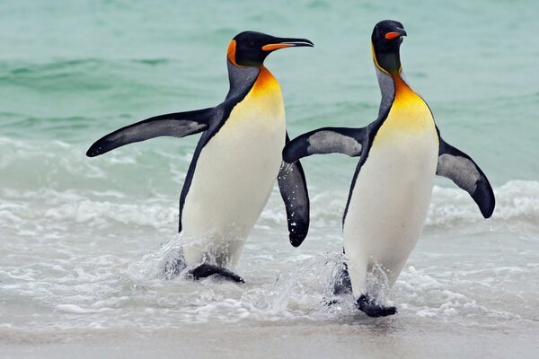 King penguins in blue water, Atlantic ocean in Falkland Islands, Sea birds in the nature habitat, Penguins with black and yellow heads