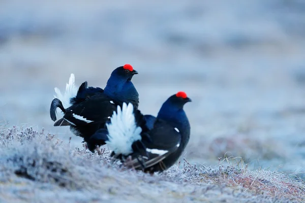 Two grouse birds in marshland — Stock Photo, Image