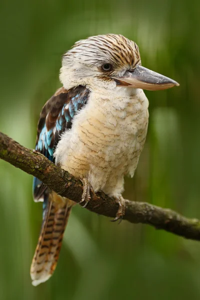 Dalda oturan mavi kanatlı Kingfisher — Stok fotoğraf