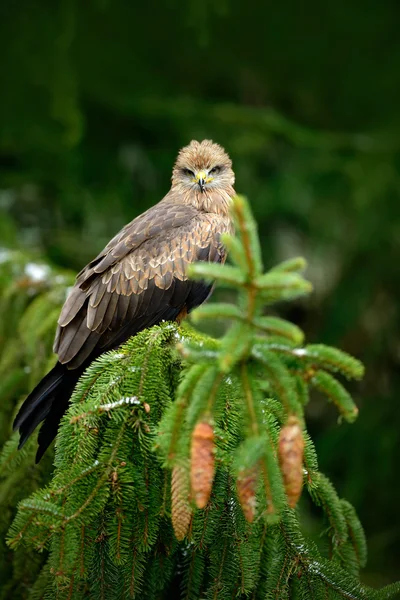 Black Kite sitting on branch — Stock Photo, Image