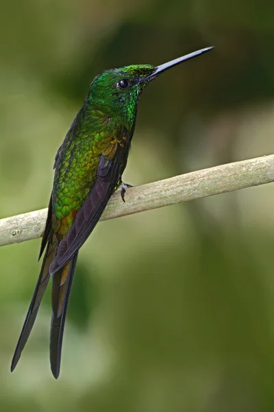 Beija-flor sentado no ramo — Fotografia de Stock