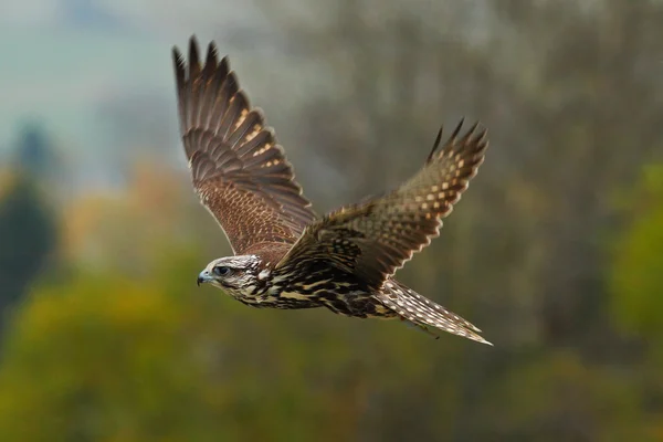 Lanner Falcon na mosca — Fotografia de Stock