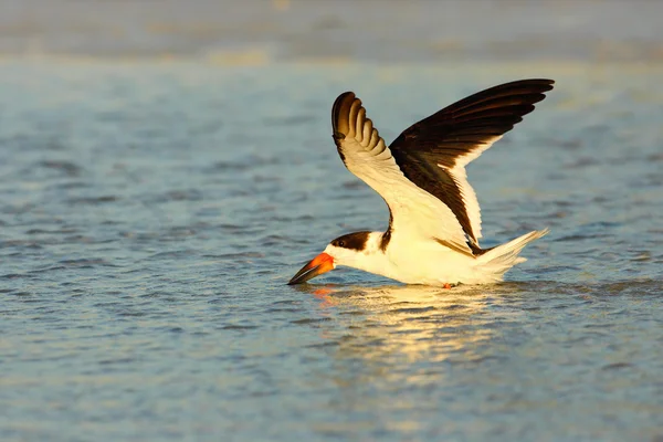 Skimmer negro en agua — Foto de Stock