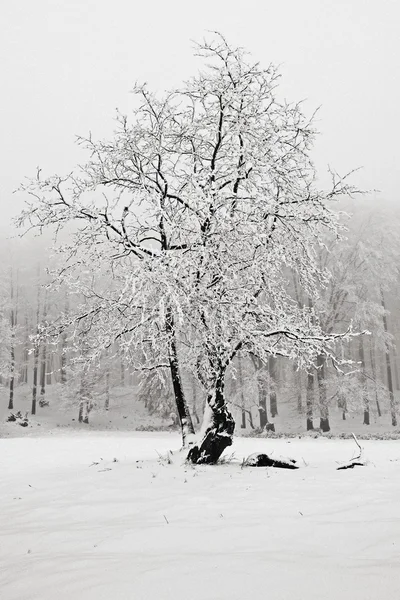 冬の雪の森で — ストック写真