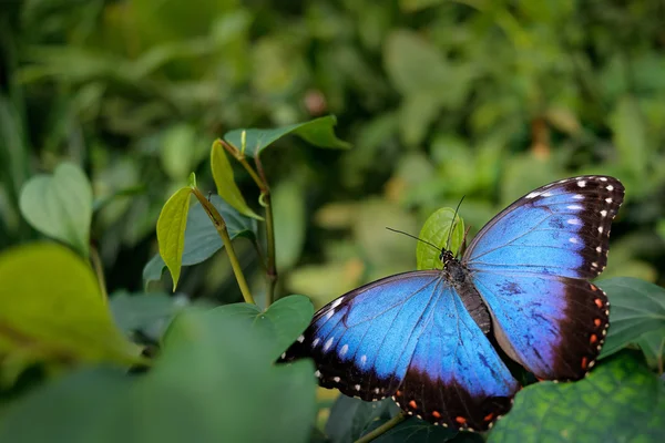 Schmetterling sitzt auf Pflanze — Stockfoto