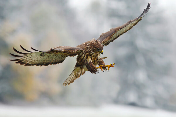 Flying bird of prey