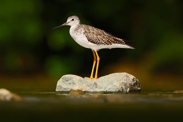 Rio Baru sentado em pedra no rio — Fotografia de Stock