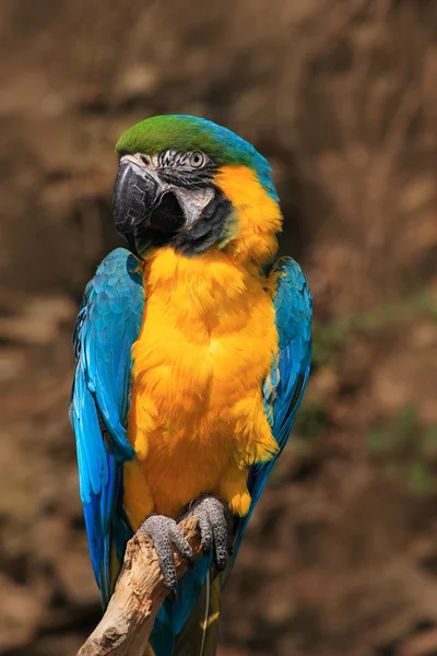 Bellissimo macaw blu e giallo — Foto Stock