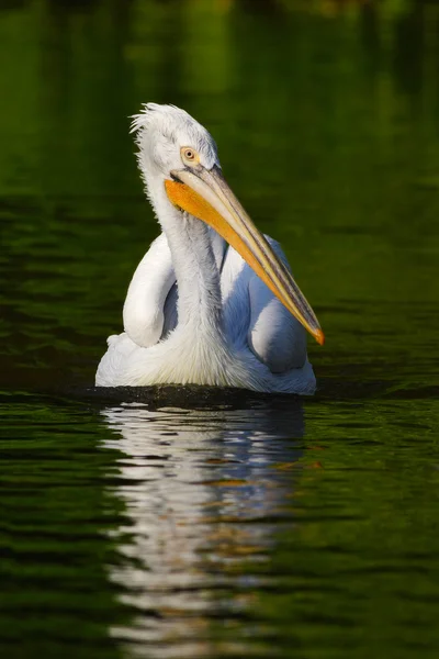 Pelikan im Wasser — Stockfoto