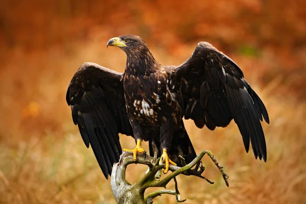 Uccello rapace dalla coda bianca — Foto Stock