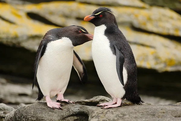 Rockhopper penguenler kaya üzerinde duran — Stok fotoğraf