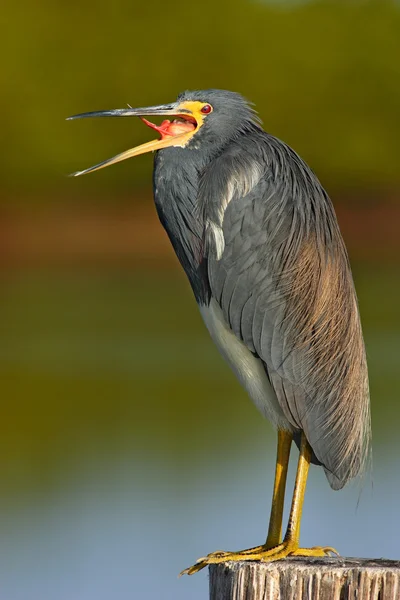 Tricolored Heron standing in water — Stock Photo, Image