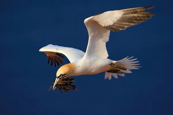 Gannet settentrionale volante — Foto Stock