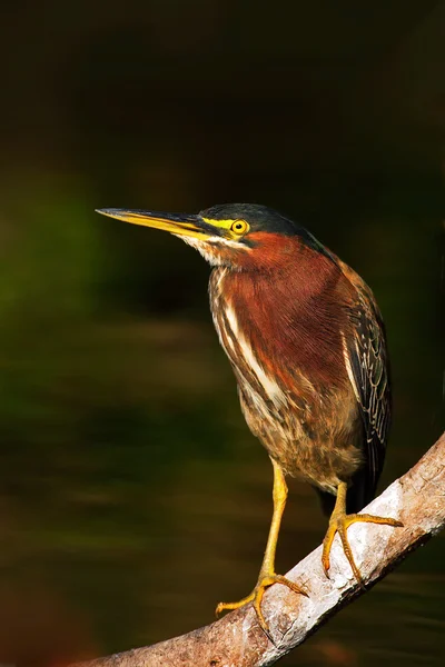 Heron zittend op een tak — Stockfoto