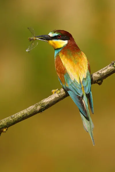 European Bee-eater sitting on branch — Stock Photo, Image