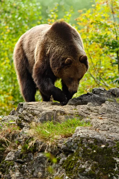 Barna medve állva rock — Stock Fotó