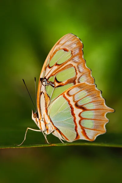 Yaprak üzerinde oturan kelebek — Stok fotoğraf