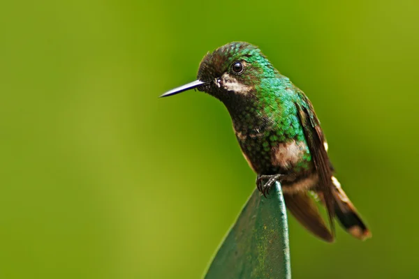 Zielony Koliber siedzi na liściu — Zdjęcie stockowe