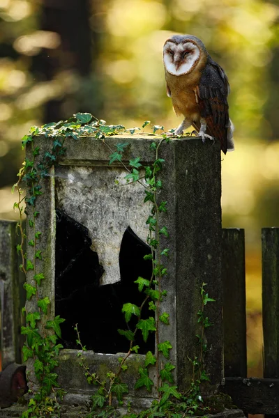 Hibou des clochers dans la forêt — Photo